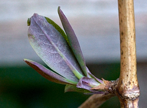 Early leaf growth with honeysuckle