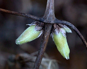 Early buds of clematis