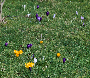Yellow & purple crocus flowers on a lawn