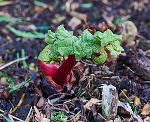 Rhubarb stalk appearing above ground