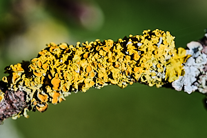 Yellow lichen on branch