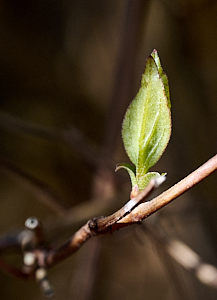 Solitary leaf on bush