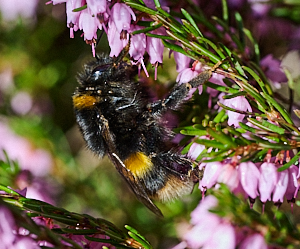 Bee, with several mites, on the heather