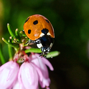 7 spot ladybird on heather