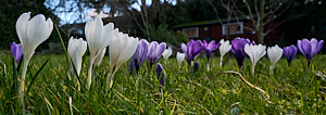 Low level view of white nad purple crocuses
