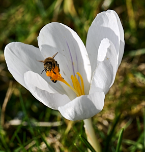 Insect on white crocus