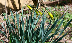 Daffodils about to bloom