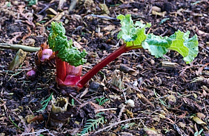 Rhubarb growing slowly