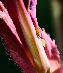 Aphid on new rose growth