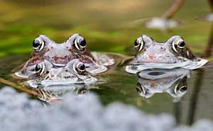 Three frogs in pond
