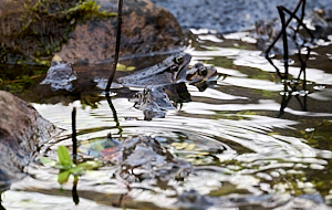 Mating frogs in pond
