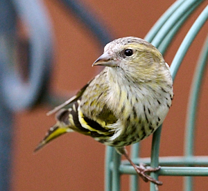 Female siskin on seed feeder