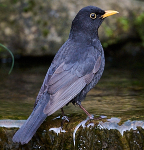 Male blackbird looking smart