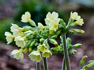 Oxlips in flower