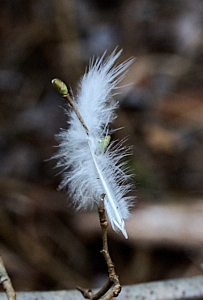 White feather on a twig
