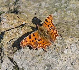 Comma butterfly in full sun on a rock