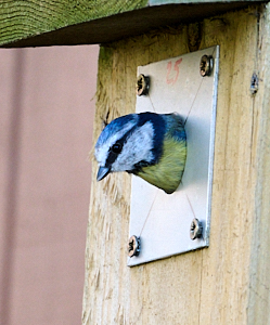 Blue Tit squeezing out of a nest box