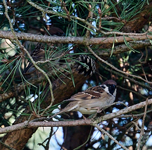 Two tree sparrows in fir tree