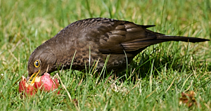 Female blackbird eating apple