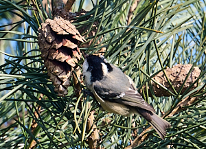 Coal tit eating from pine cone