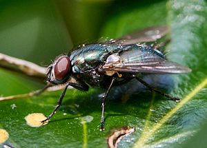 Green fly on holly leaf