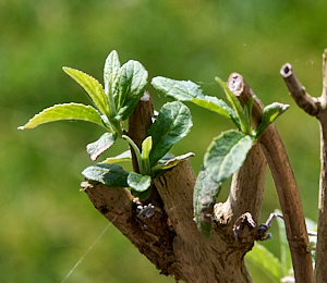 Buddleia growing agian