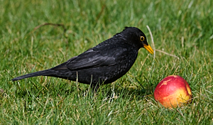 Male blackbird with apple