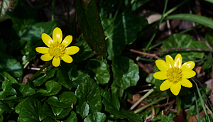 8 petalled yellow flower