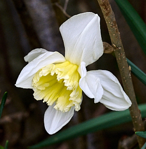 Yellow and white flower