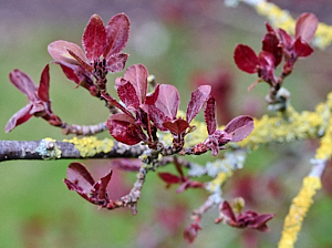 Red cherry leaves against yellow lichen