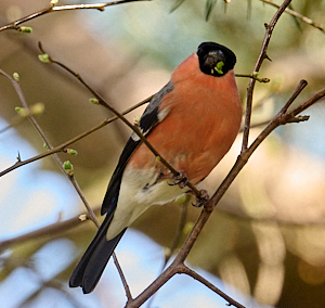 Male bullfinch eating Willow buds