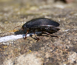 Beetle on a stone