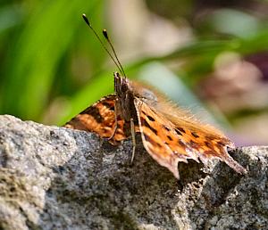 Fornt of Comma butterfly