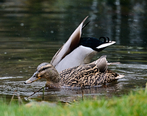Female Mallard in pond