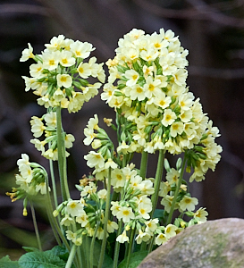 Large stand of yellow Oxlips