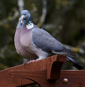 Pair of Woodpigeons on a pergola