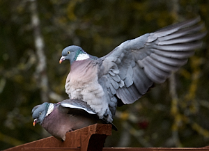 Pair of Woodpigeons mating