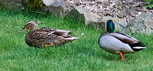 Pair of Mallards in garden