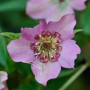 Pink Hellibore in flower