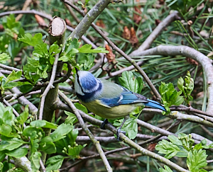 Blue tit feeding on hawthorn