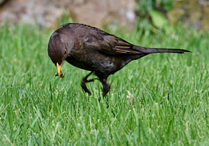 Female blackbird pouncing on prey