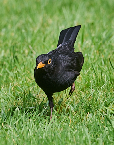 Male blackbird running