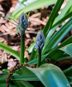 Sapnish bluebells about to open.