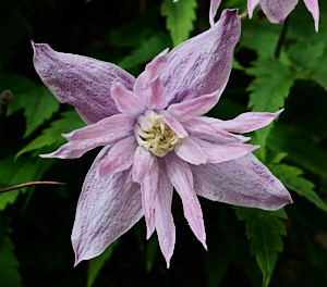 Delicate pink clematis flower