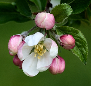 Close up of apple blossom