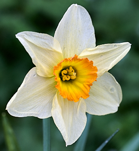Narcisi flower