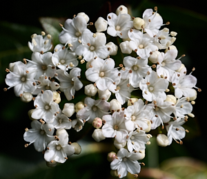 Small white flowers on a bush