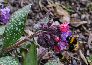 Bee feeding on lungwort