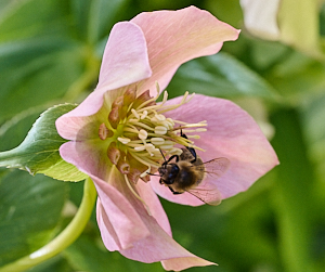 Bee feeding on helibore flower
