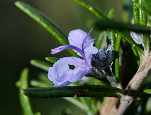 Close up of a Rosemary flower